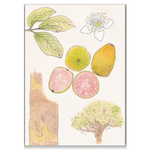 CUADERNO GUAYABA MEDIANA BLANCO